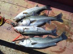 旧の白灯台でウキ釣り、ハネが好調のようです♪