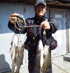 旧の白灯台でウキ釣り、ハネが好調のようです♪