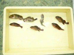 加太漁港でのエビ撒き、メバリング釣果