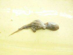 加太漁港でのエビ撒き、メバリング釣果