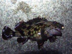 神戸７防 ガシリングでガシラ19cm