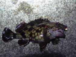 神戸７防 ガシリングでガシラ19cm