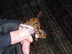 神戸７防 ガシリング＆メバリングでガシラ☆