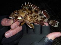 神戸７防 ガシリング＆メバリングでガシラ☆…