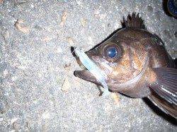 舞洲 メバリングでメバル〜23cm11匹☆