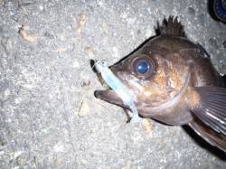 舞洲 メバリングでメバル〜23cm11匹☆…