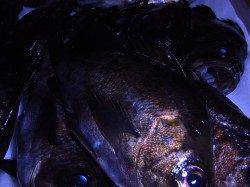 宮津西部エリア　天橋立でメバル釣りの釣果