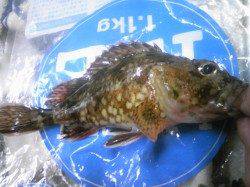 妻鹿漁港でガシリング☆