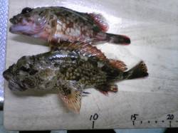 妻鹿漁港でガシリング☆