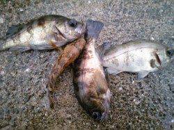 妻鹿港周辺、シラサでウキ釣り〜メバル&ガシラ〜