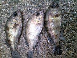 妻鹿港周辺、シラサでウキ釣り〜メバル&ガシラ〜