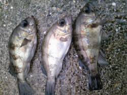 妻鹿港周辺、シラサでウキ釣り〜メバル&am…