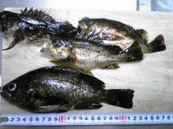 古茂江でウキ釣り、なんとか夜明け前の時合いに・・・