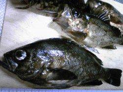 古茂江でウキ釣り、なんとか夜明け前の時合いに・・・