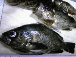 古茂江でウキ釣り、なんとか夜明け前の時合い…