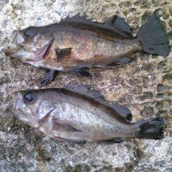 【メバルにガシラ】妻鹿漁港で根魚釣り