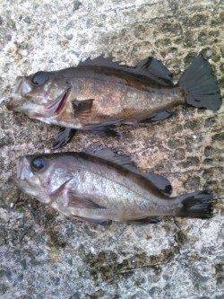 【メバルにガシラ】妻鹿漁港で根魚釣り