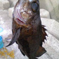 【メバルにガシラ】妻鹿漁港で根魚釣り