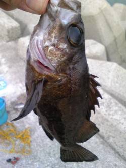 【メバルにガシラ】妻鹿漁港で根魚釣り