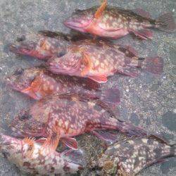 灘浜でウキ釣り、そこそこのサイズのガシラが釣れました