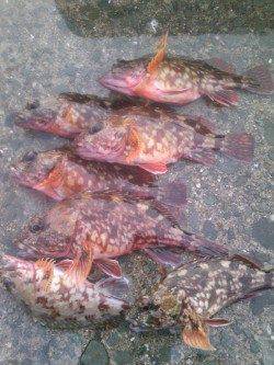 灘浜でウキ釣り、そこそこのサイズのガシラが釣れました