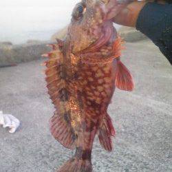 灘浜でウキ釣り、そこそこのサイズのガシラが釣れました