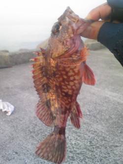 灘浜でウキ釣り、そこそこのサイズのガシラが…