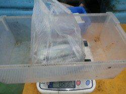 椿 エギングでアオリイカ1,010g他3バイ