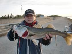 【６０ｃｍのハネ】本当に釣れてしまいました…