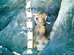 【寒くても釣れます！】田辺エギング釣果