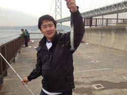 サヨリが釣れます【垂水店最新情報】