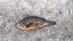 本荘人工島 サビキでメバル5匹☆