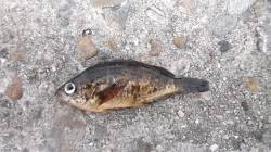 本荘人工島 サビキでメバル5匹☆