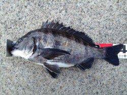 南芦屋浜 状況厳しい中フカセでチヌ44cm