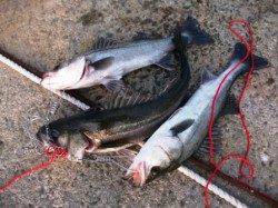 水銀灯は好調をキープ♪泉大津ＲＴ！夕方