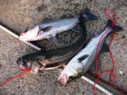 水銀灯は好調をキープ♪泉大津ＲＴ！夕方