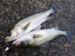 大阪側ドラムにてハネ２本の釣果♪