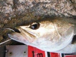 【ハネ釣れました~♪】南芦屋浜