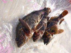 神戸空港ＲＴ　ヨロイ３匹。