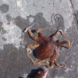 明石新波止で投げ&ウキ釣り【タコがかかりました】