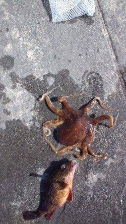 明石新波止で投げ&ウキ釣り【タコがかかりました】