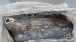 白浜椿でアオリ、キロオーバー！！ヤエン釣り…