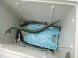 【今日もサヨリ祭り】アジュール舞子