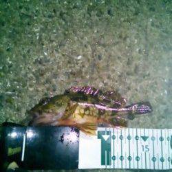 磯ノ浦でのガシリング釣果