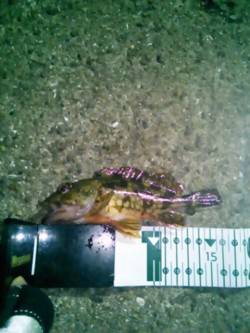 磯ノ浦でのガシリング釣果