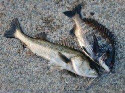 【６０ｃｍのハネ】本当に釣れてしまいました