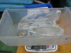 椿 エギングでアオリイカ1,010g他3バイ