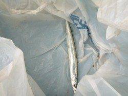 サヨリ魚群が発生！【アジュール舞子リアル】