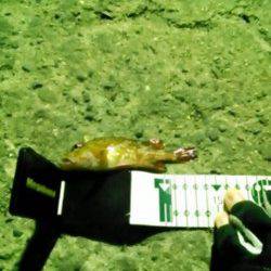 磯ノ浦でのガシリング釣果