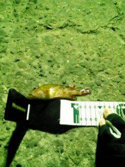 磯ノ浦でのガシリング釣果